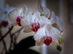 ITALY Orchids